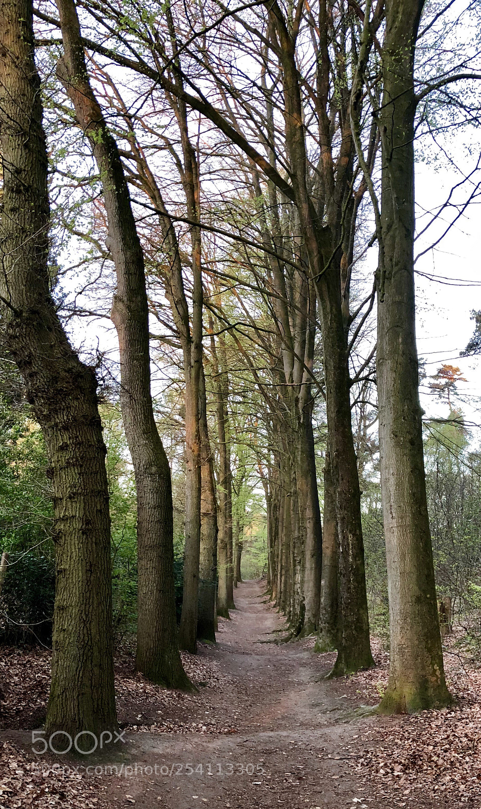 Apple iPhone X sample photo. Old forest  photography