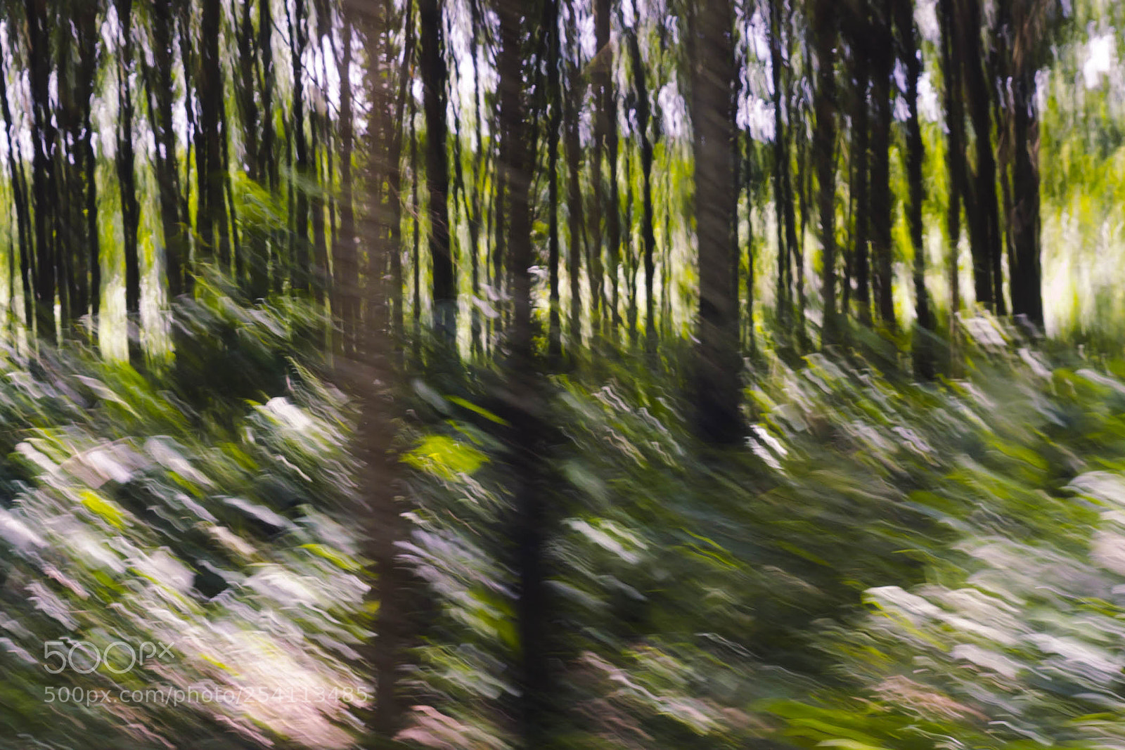 Canon EOS 60D sample photo. Blurry forest photography