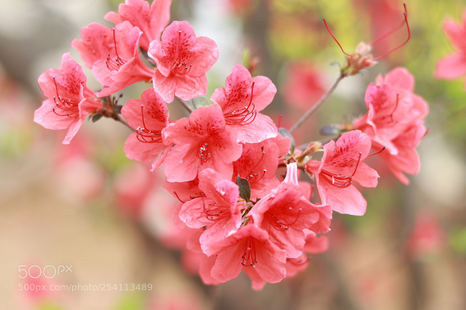 Canon EOS 80D + Canon EF 50mm F1.8 STM sample photo. Untitled photography