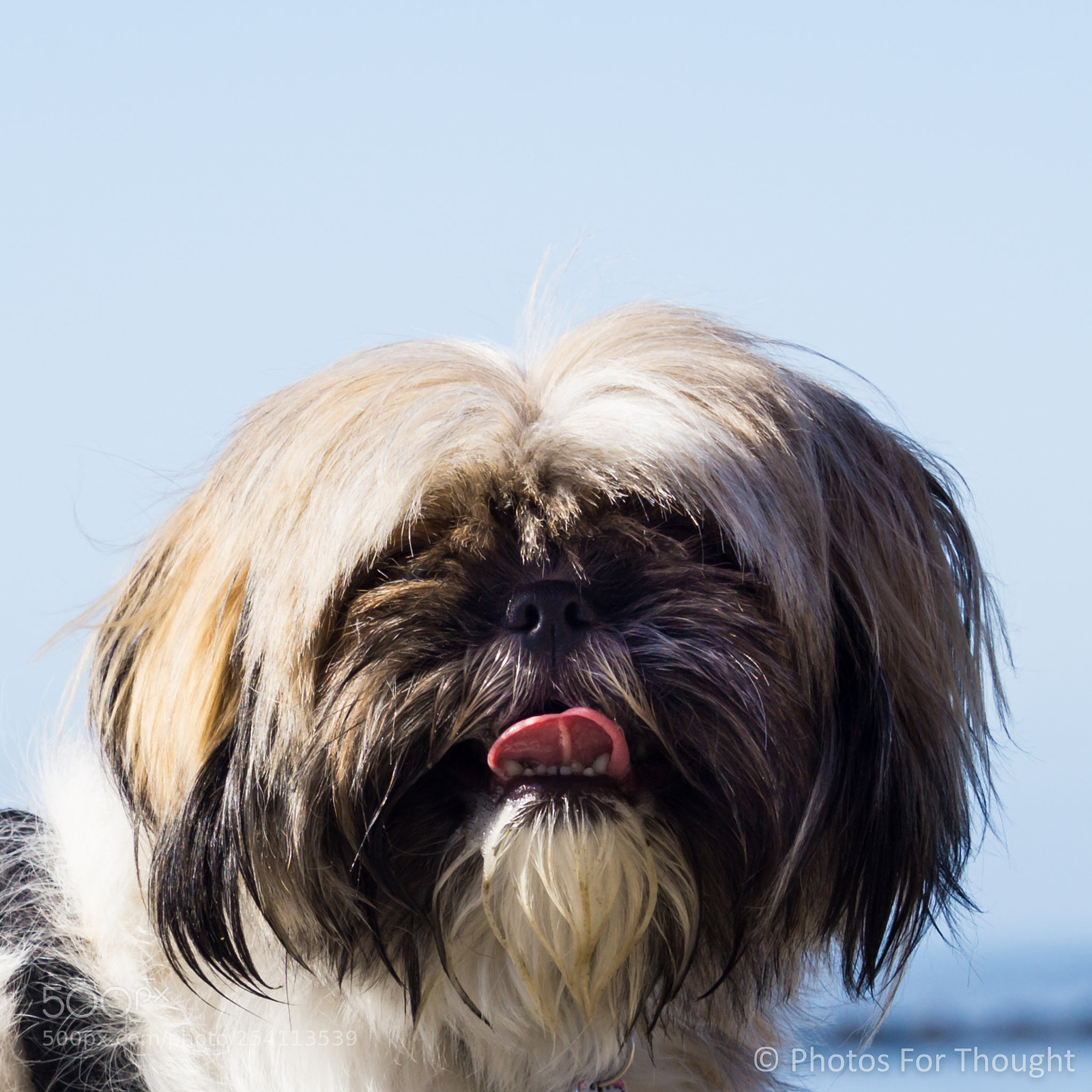 Sony a6000 sample photo. Shaggy photography
