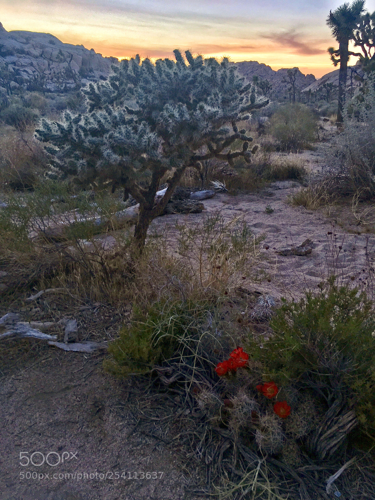 Apple iPhone SE sample photo. Joshua tree photography