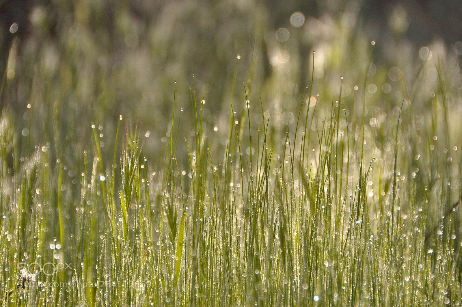 Nikon D90 sample photo. Sunlit morning dew photography