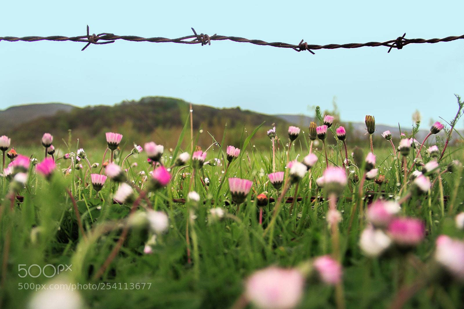 Canon EOS 60D sample photo. Lovely photography