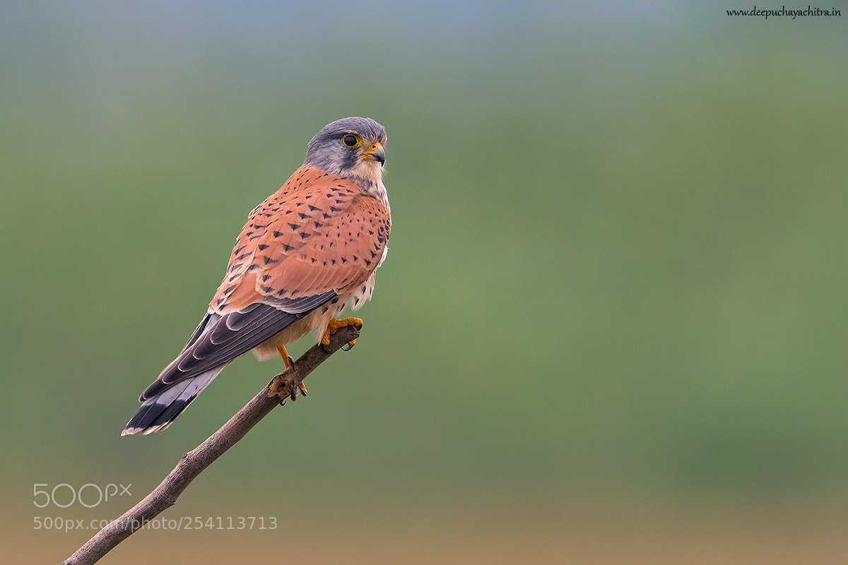 Nikon D500 sample photo. Common kestrel - male photography
