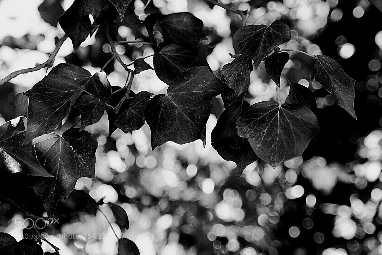 Canon EOS 1000D (EOS Digital Rebel XS / EOS Kiss F) sample photo. B&w photography