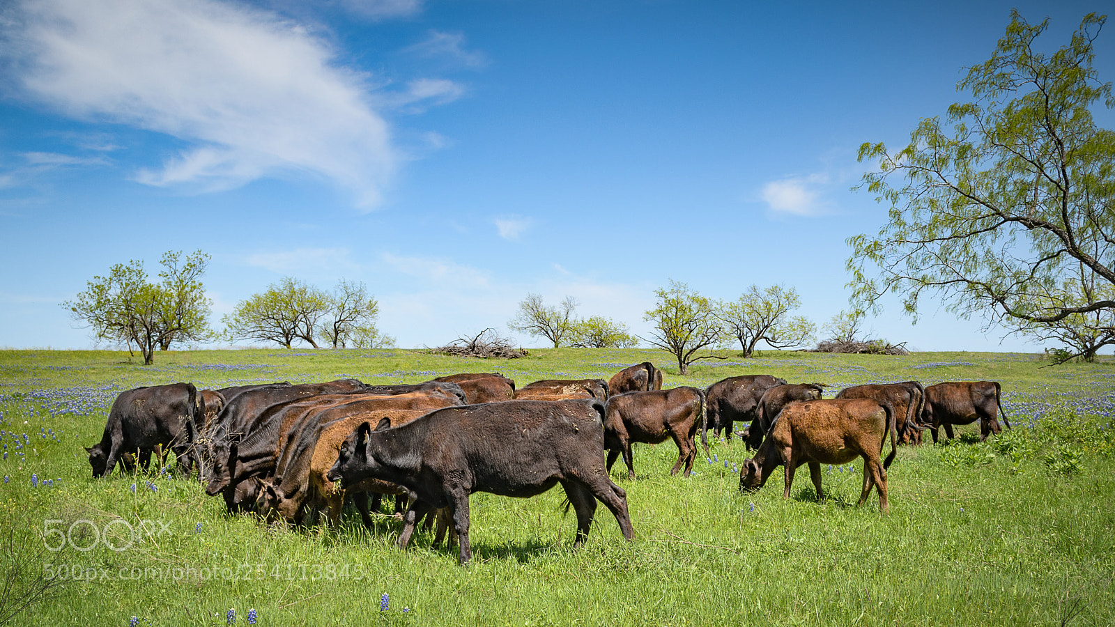 Nikon D5100 sample photo. Cattle photography
