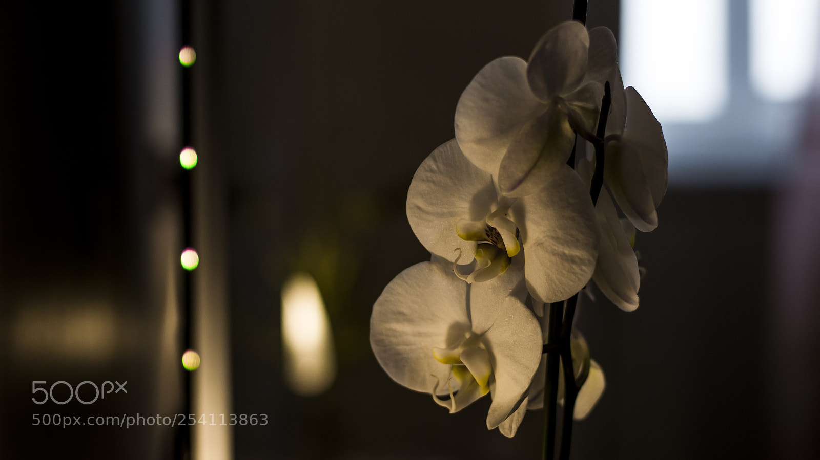 Sony SLT-A57 sample photo. Untitled photography