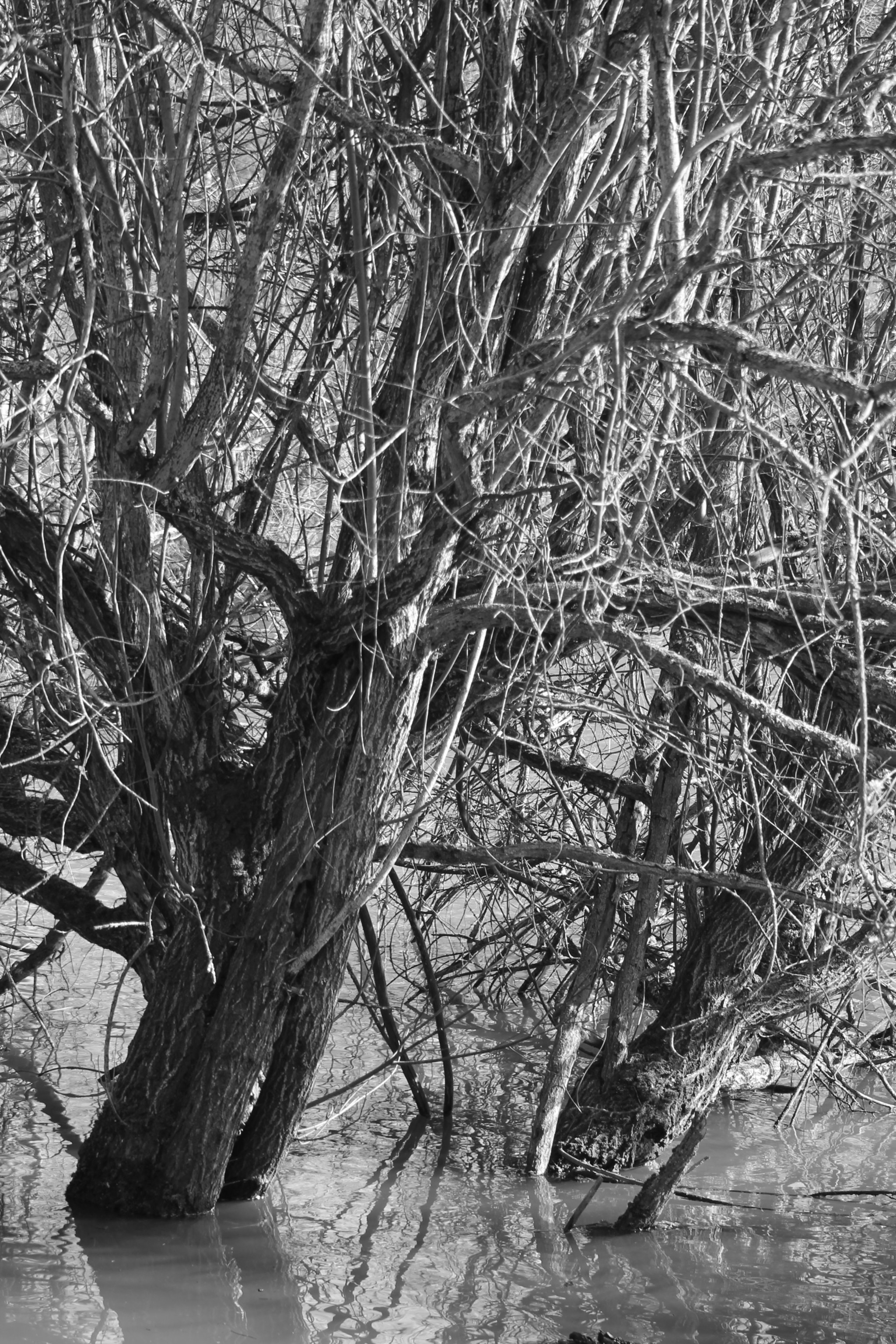 Canon EF 75-300mm f/4-5.6 sample photo. The old trees photography