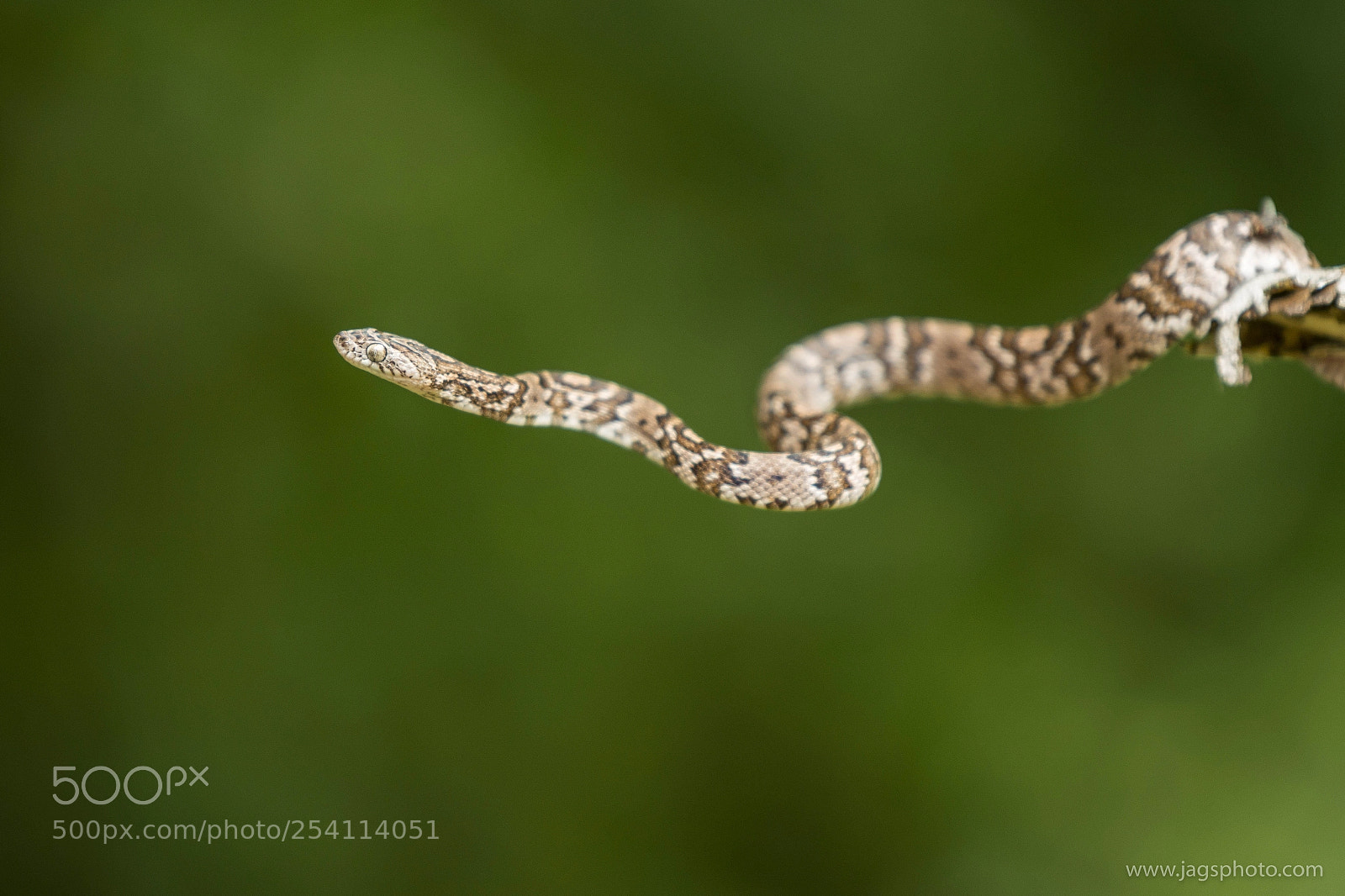 Nikon D7200 sample photo. Little snake photography
