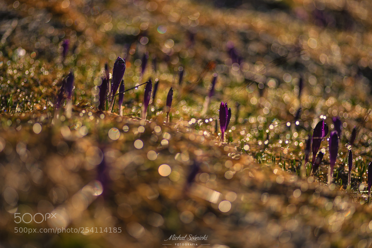 Pentax K-1 sample photo. Crocus... photography