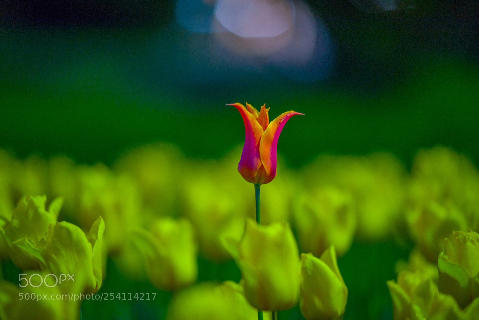 Nikon D810 sample photo. Flower photography