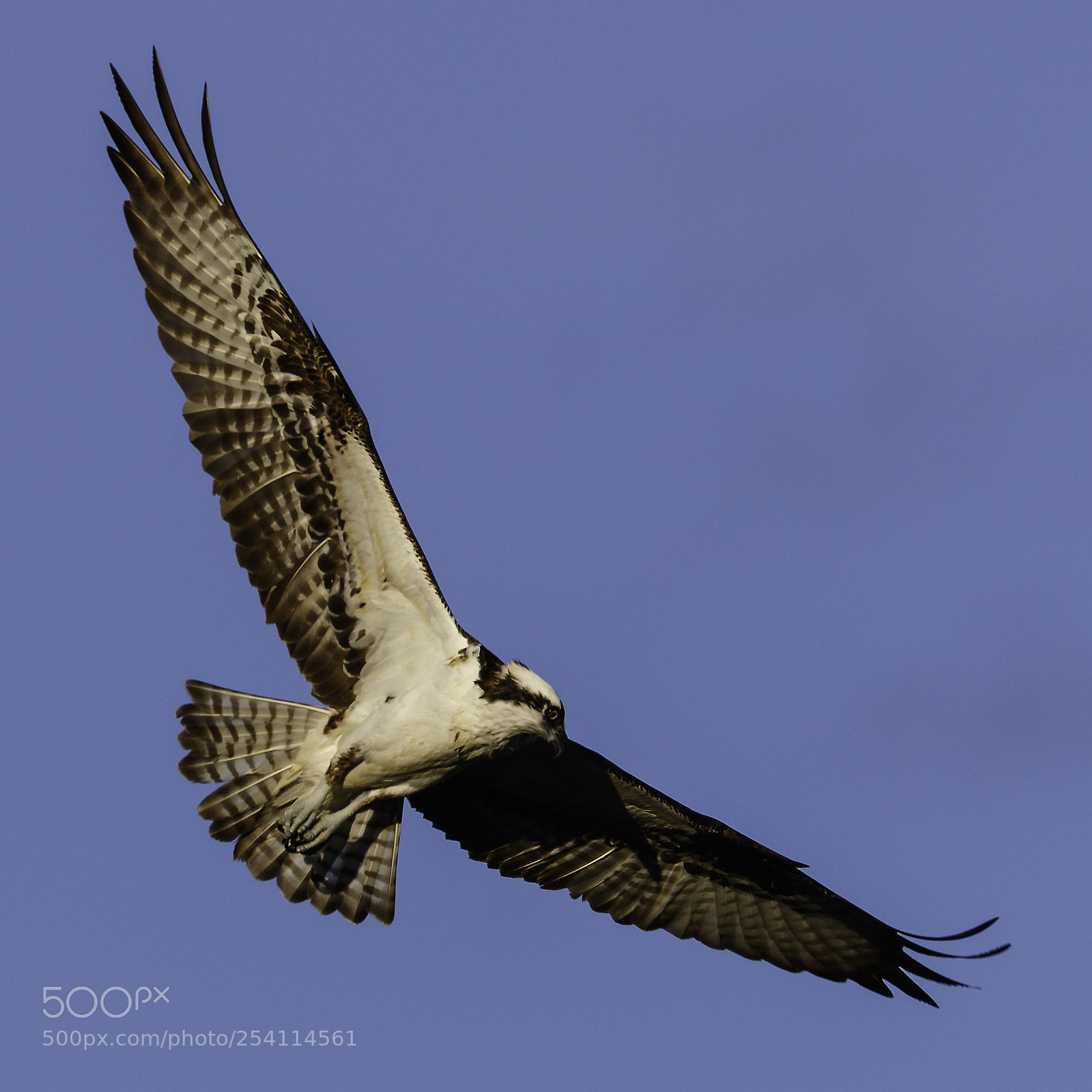 Canon EOS 7D Mark II sample photo. Wings photography