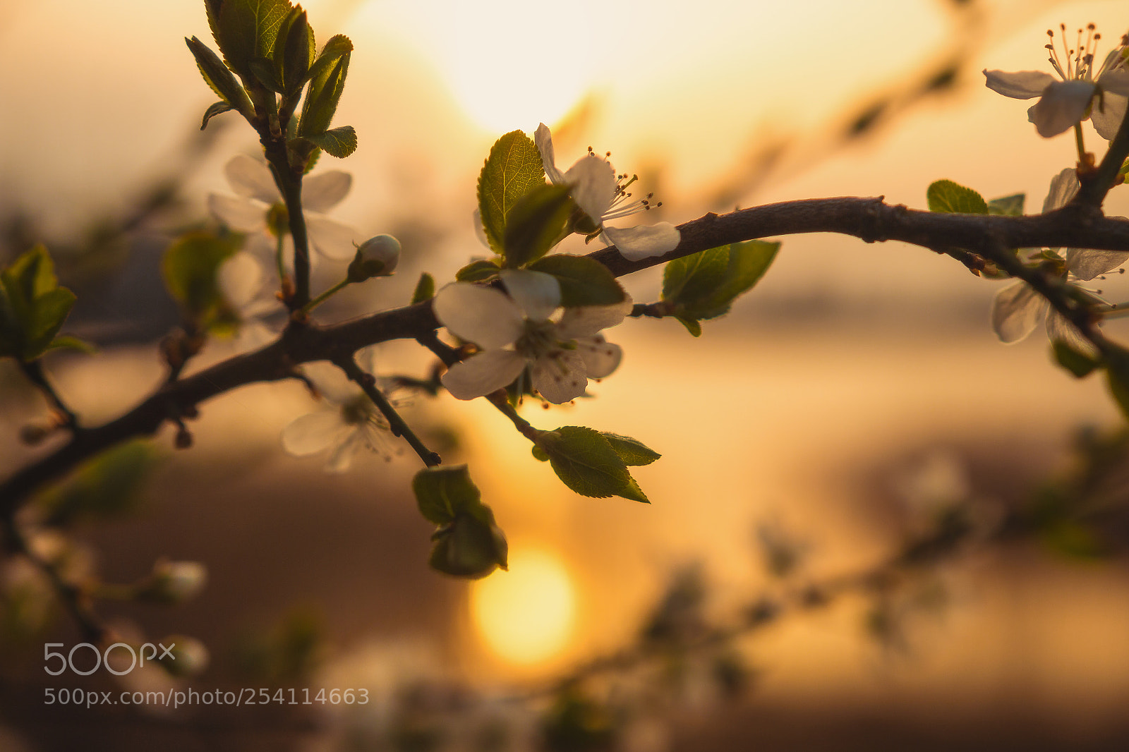 Canon EOS 70D sample photo. Flowers in sunrise photography
