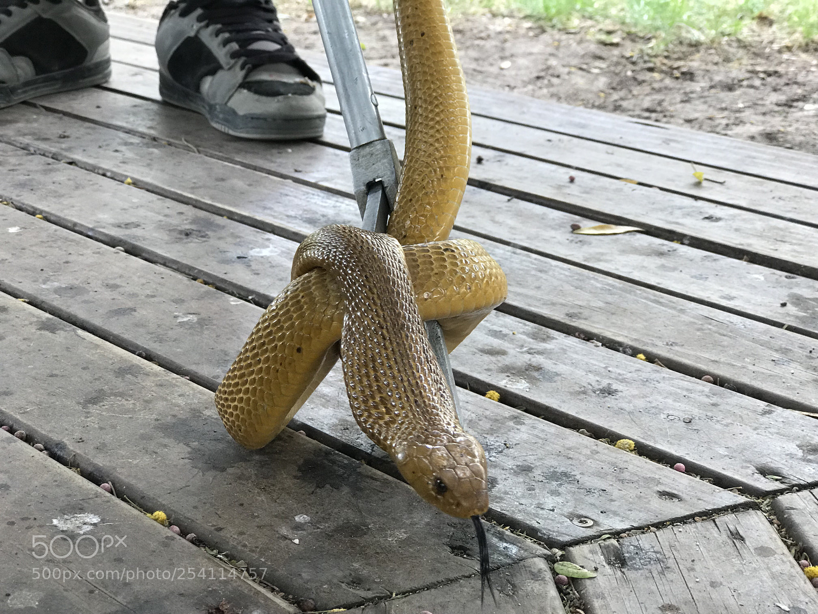 Apple iPhone 7 Plus sample photo. Cape cobra 20180310 photography