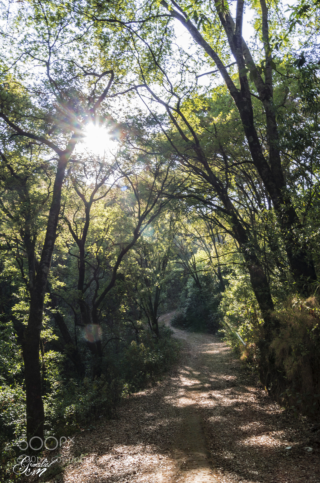 Sony SLT-A37 sample photo. Entre los arboles photography