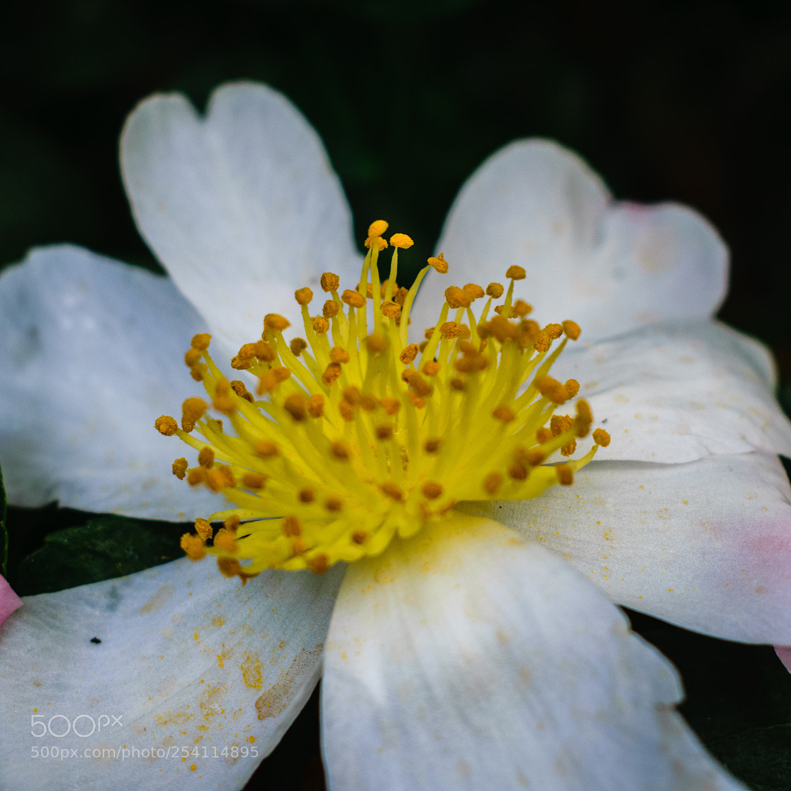 Nikon D3300 sample photo. Anther and petals photography