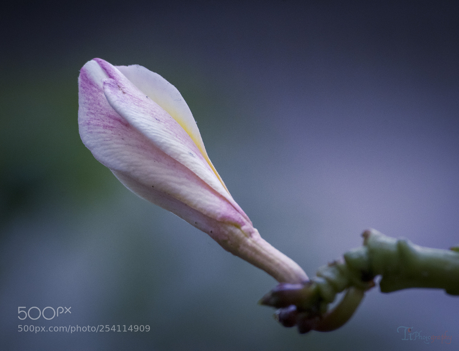 Nikon D5300 sample photo. Flower photography