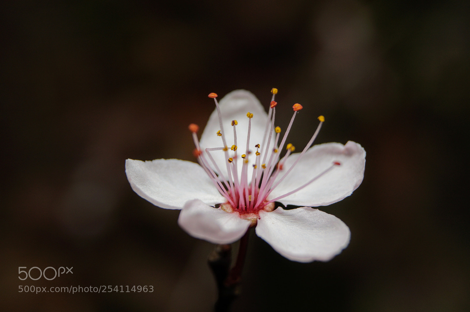 Sony SLT-A58 sample photo. Pink flower photography
