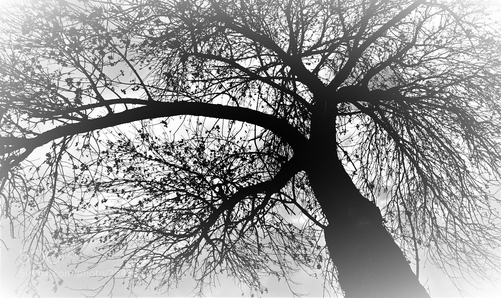 Sony Cyber-shot DSC-HX400V sample photo. Morning  fog photography