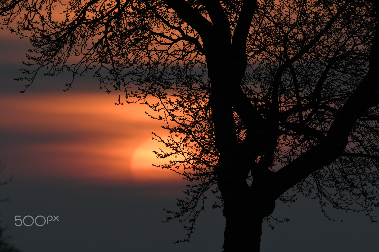 Nikon AF-S Nikkor 200-500mm F5.6E ED VR sample photo. Enjoy the moment photography