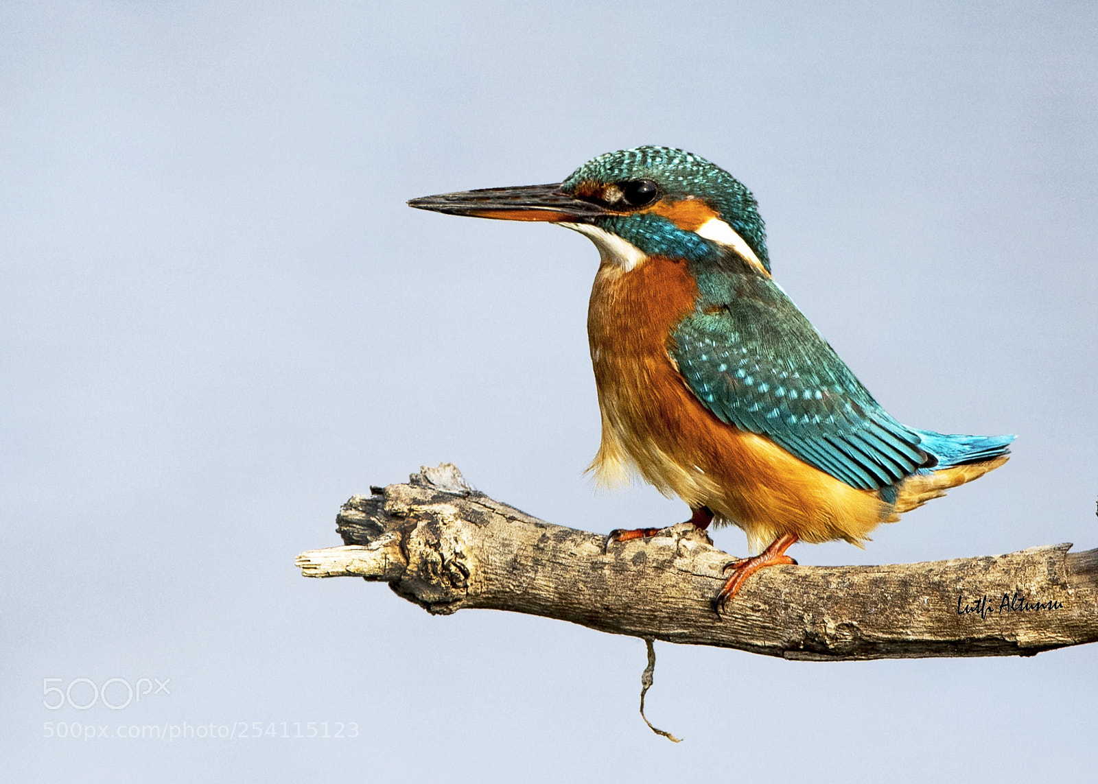 Nikon D500 sample photo. Common kingfisher yal apk photography