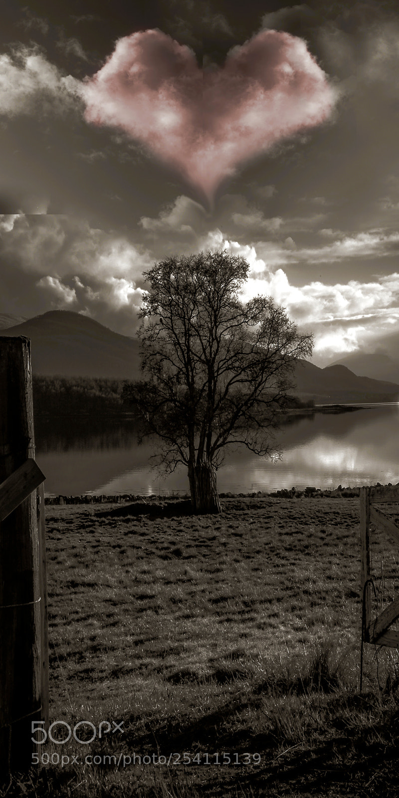 Canon EOS-1D Mark IV sample photo. Tree with a lonely photography