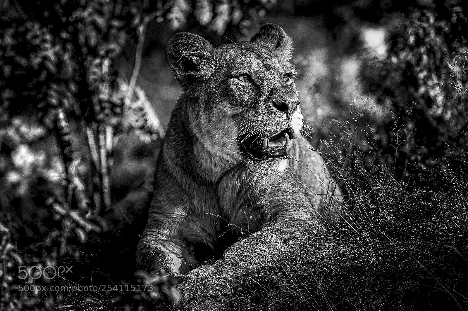 Canon EOS-1D Mark IV sample photo. Big cat photography