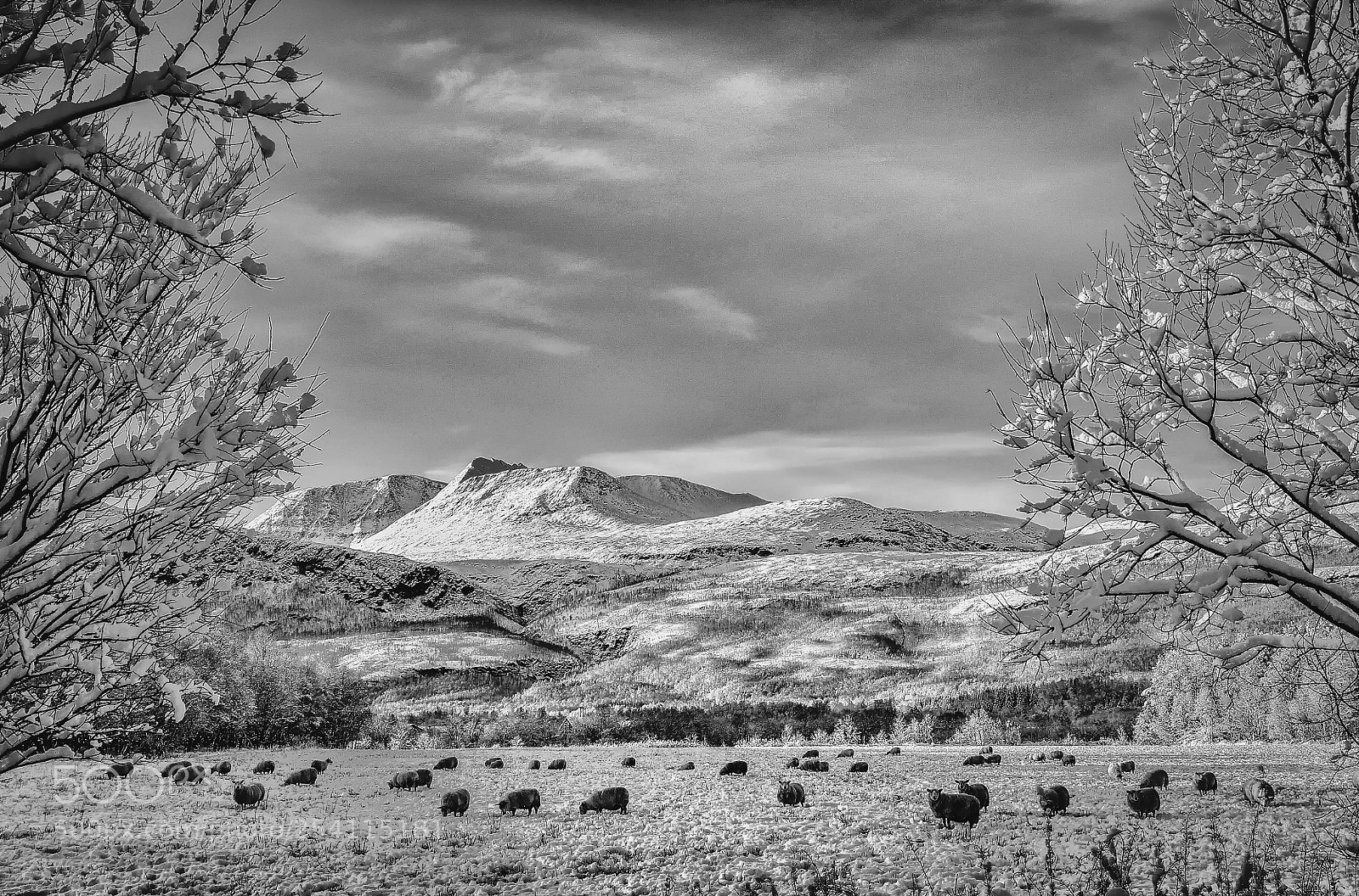 Canon EOS-1D Mark IV sample photo. Don t b sheep photography