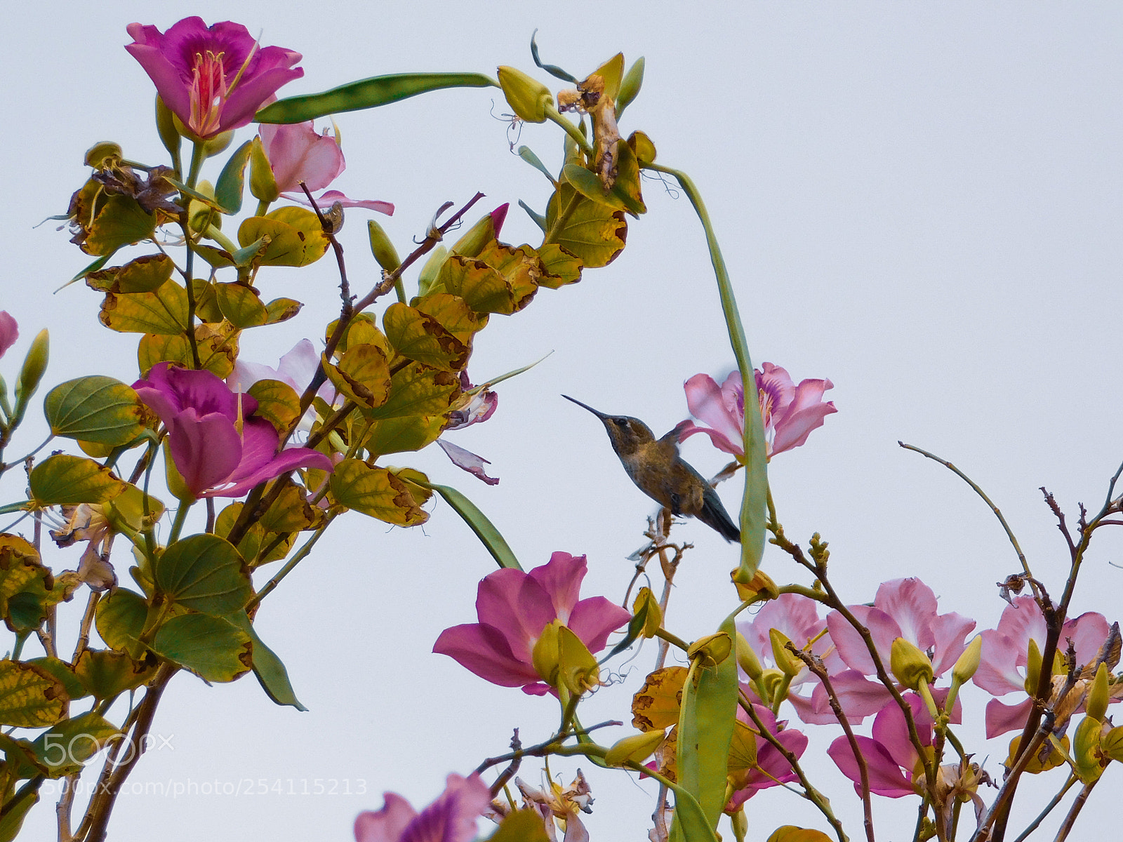 Nikon Coolpix B500 sample photo. Hummingbird having a snack photography