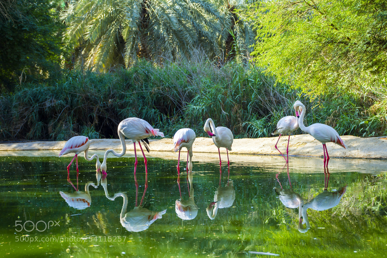 Nikon D7100 sample photo. Greater flamingo photography