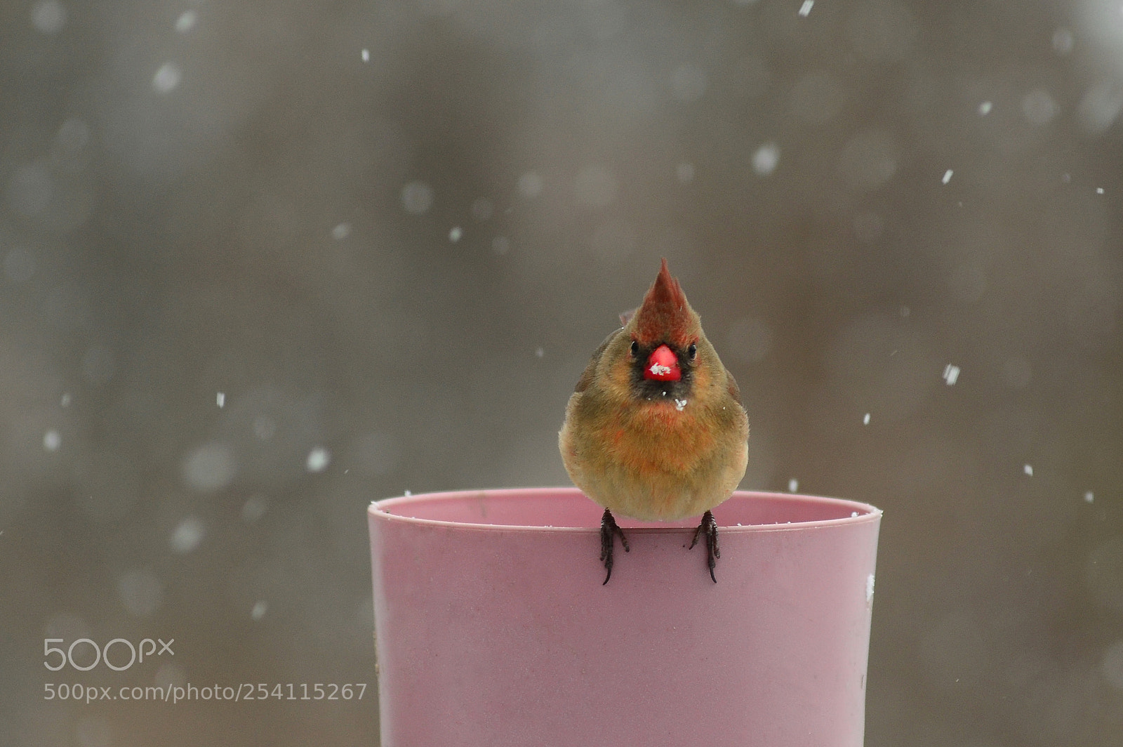 Nikon D7000 sample photo. Dissaproving cardinal photography