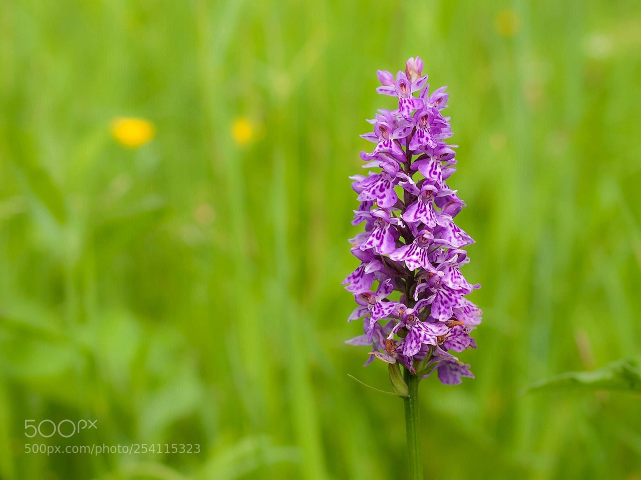 Olympus E-3 sample photo. Dactylorhiza fuchsii subsp. fuchsii photography