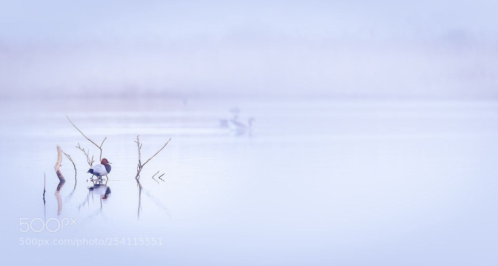 Canon EOS-1D X Mark II sample photo. Pochard photography