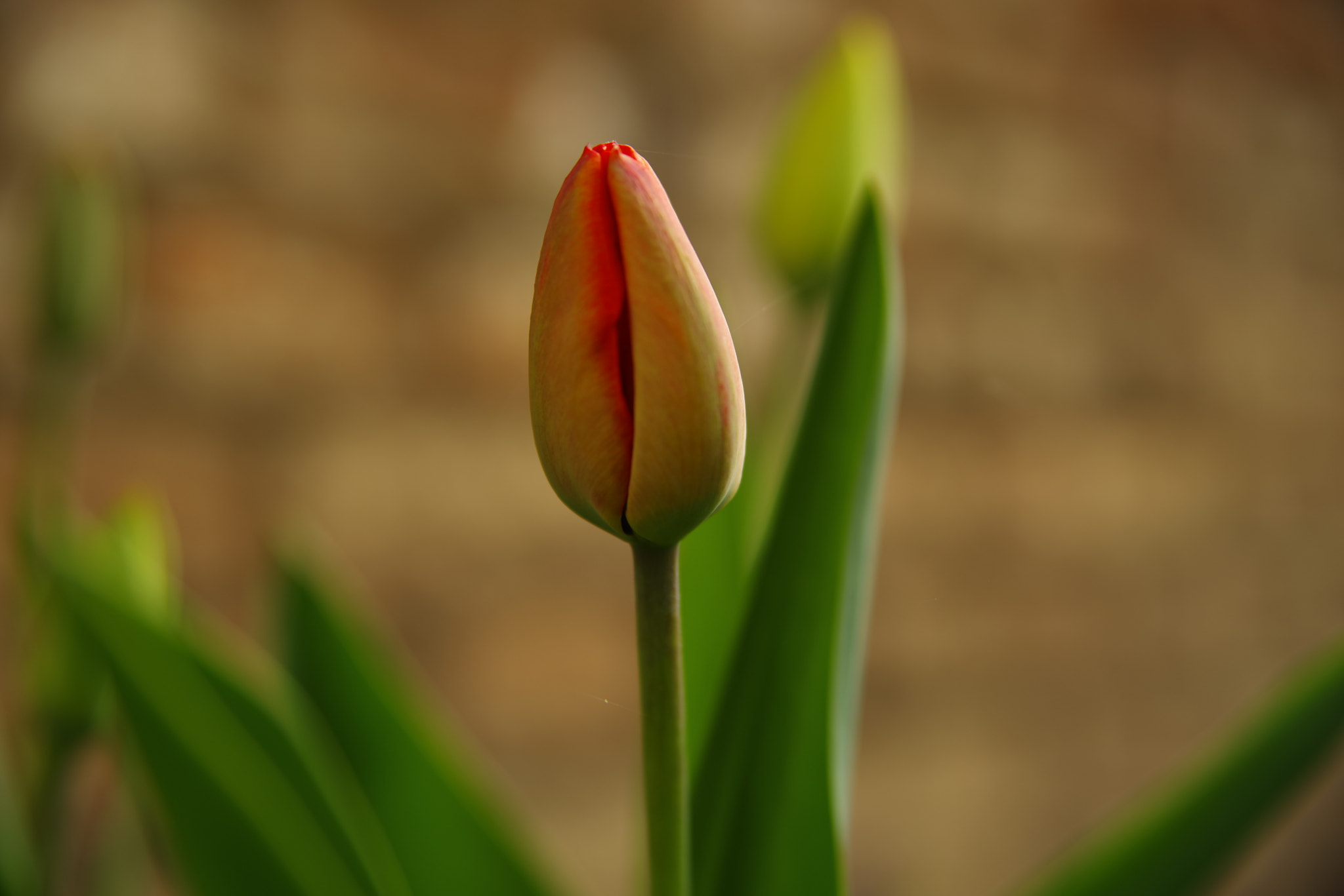 Pentax K-1 sample photo. Flower-bud photography