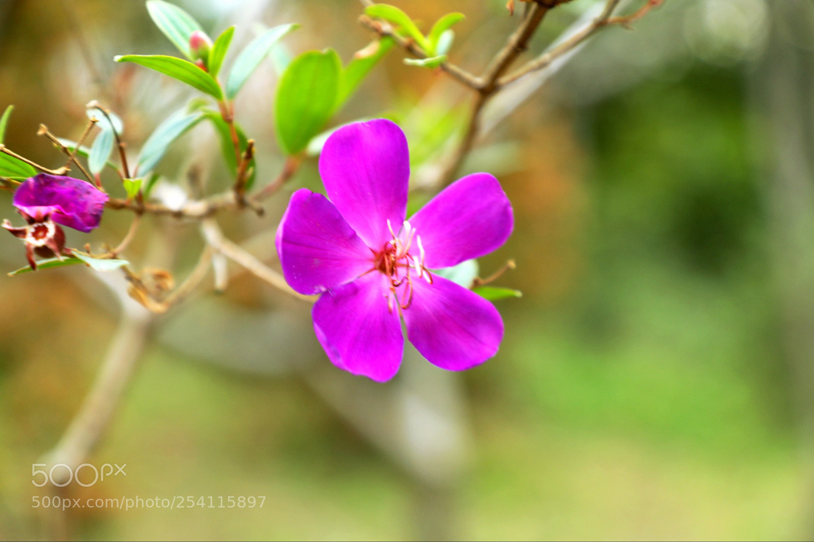 Canon EOS 5D Mark IV sample photo. Untitled photography