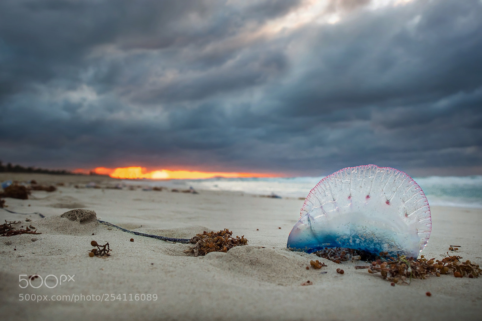 Olympus OM-D E-M1 sample photo. Portuguese man o' war photography