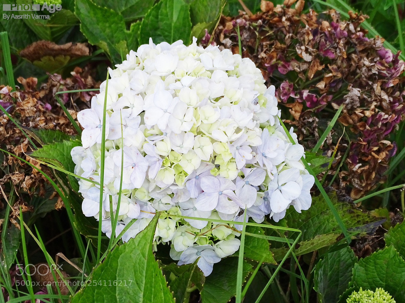 Sony Cyber-shot DSC-HX400V sample photo. Dsc photography
