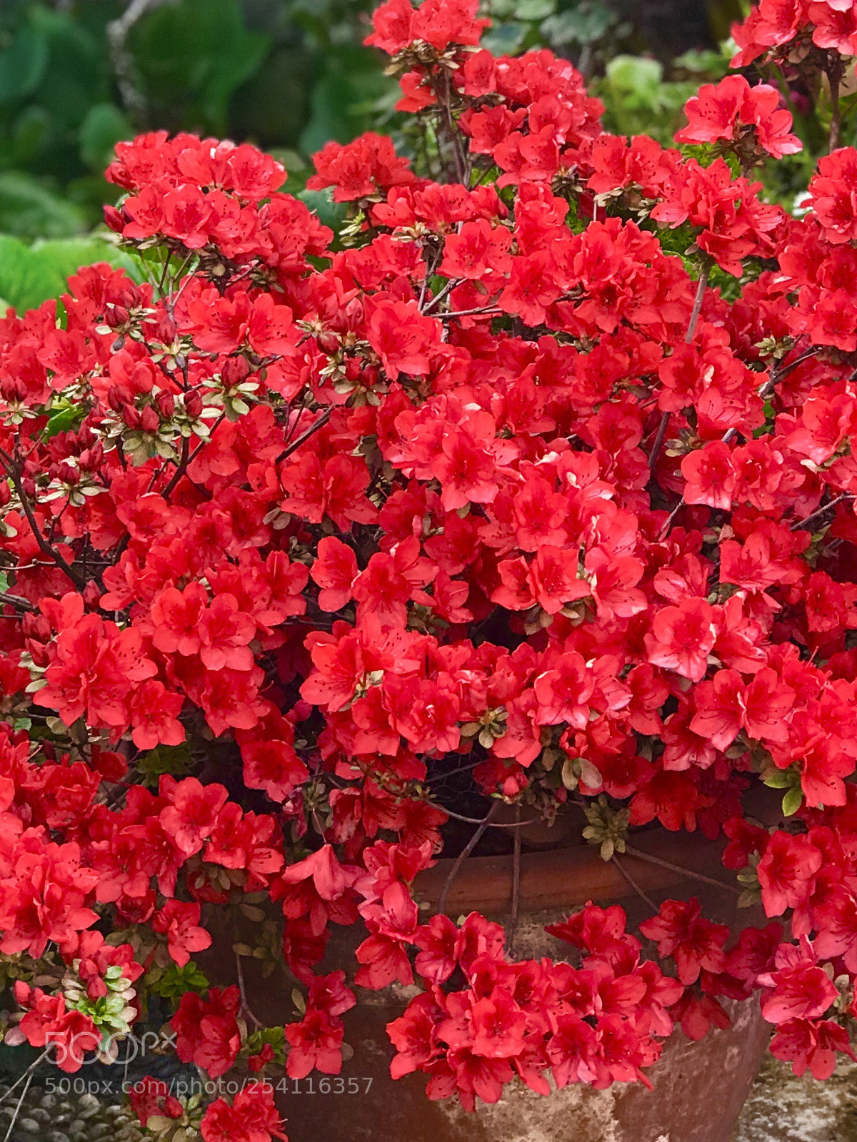 Apple iPhone 7 Plus sample photo. Azalea photography