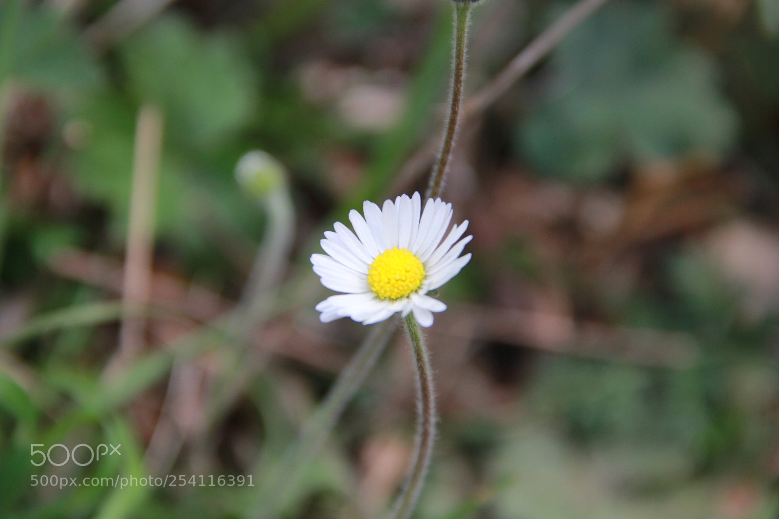 Canon EF-S 18-135mm F3.5-5.6 IS sample photo. Single daisy photography