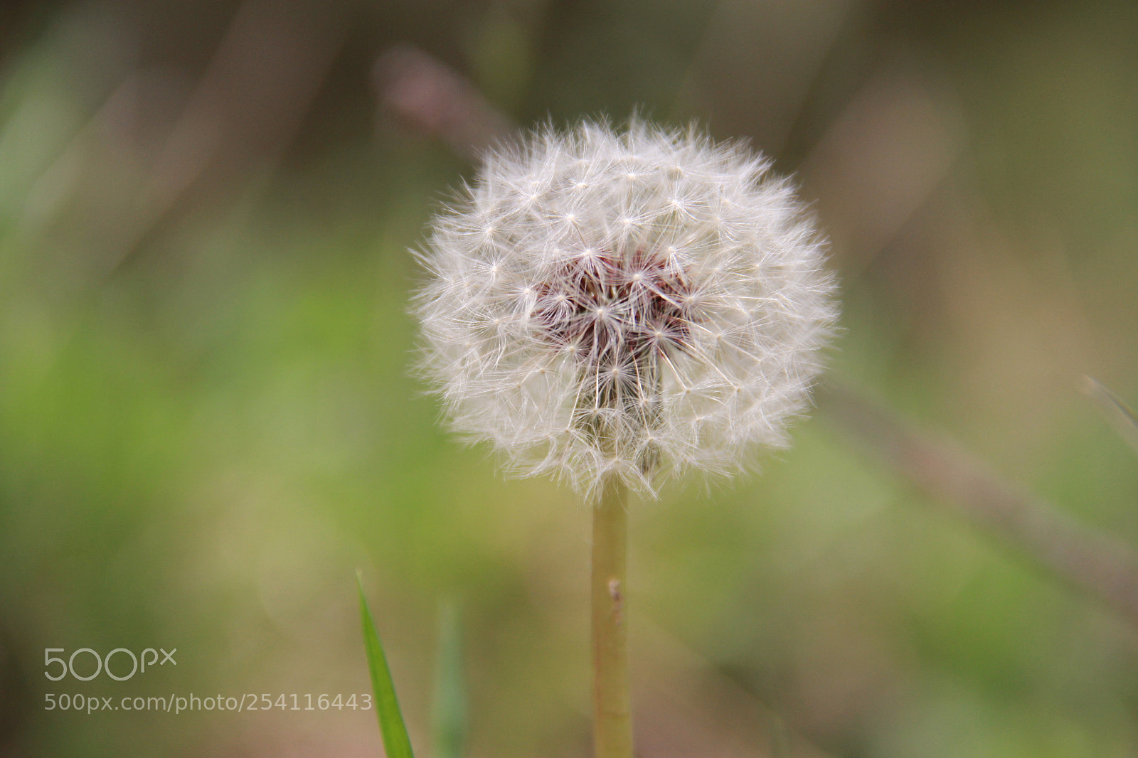 Canon EF-S 18-135mm F3.5-5.6 IS sample photo. Chrysanthemum photography