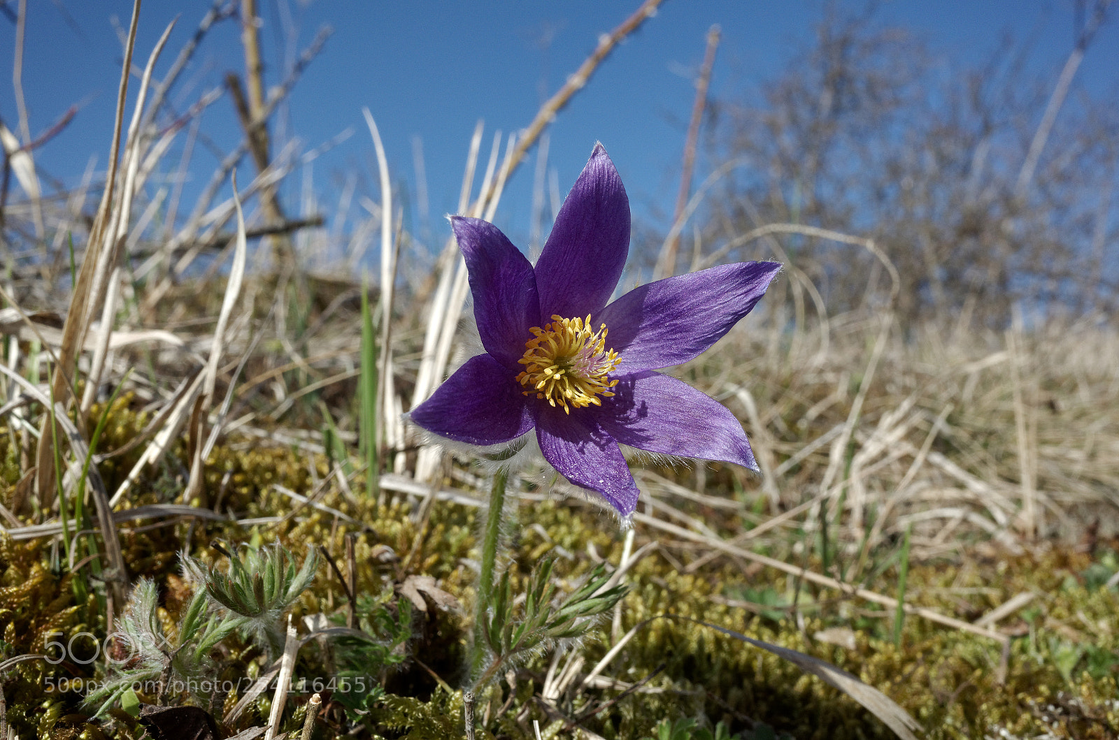 Ricoh GR II sample photo. Spring pasque flower photography