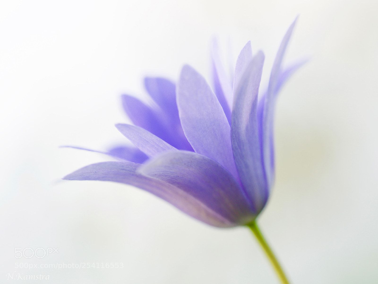 Olympus OM-D E-M10 II sample photo. The purple flower photography