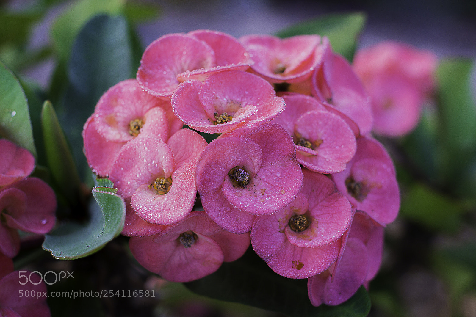 Canon EOS 650D (EOS Rebel T4i / EOS Kiss X6i) sample photo. Flower euphorbia milli crown photography