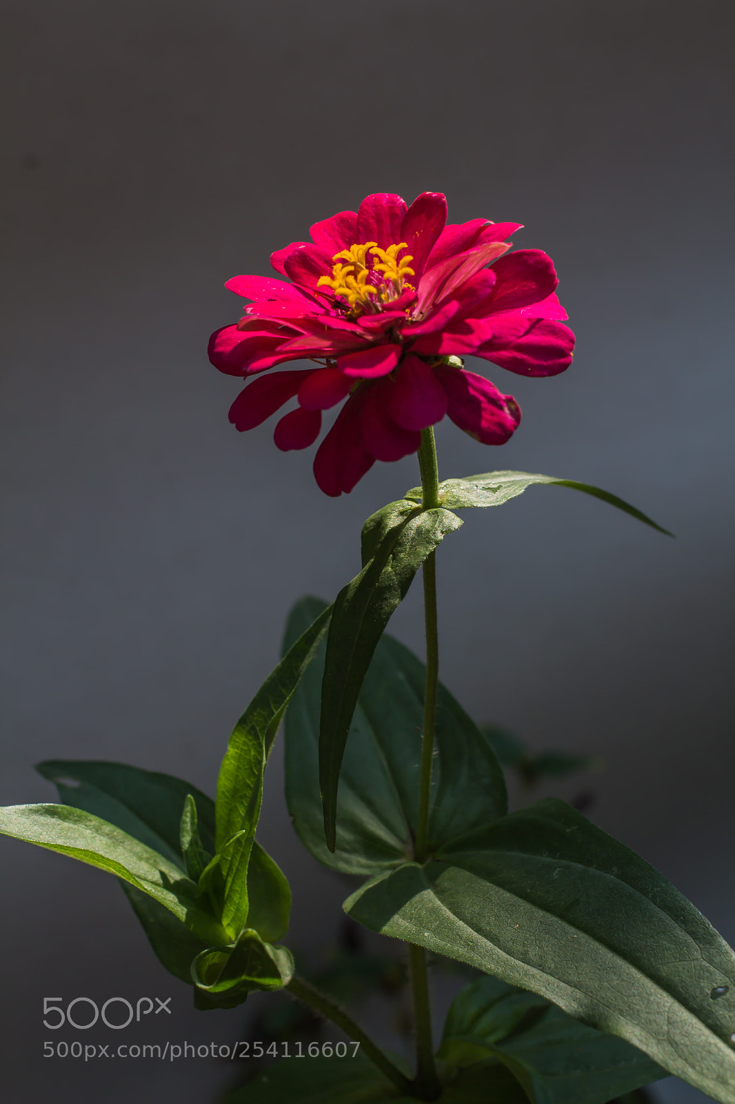 Canon EOS 650D (EOS Rebel T4i / EOS Kiss X6i) sample photo. Beautiful red flowers in photography
