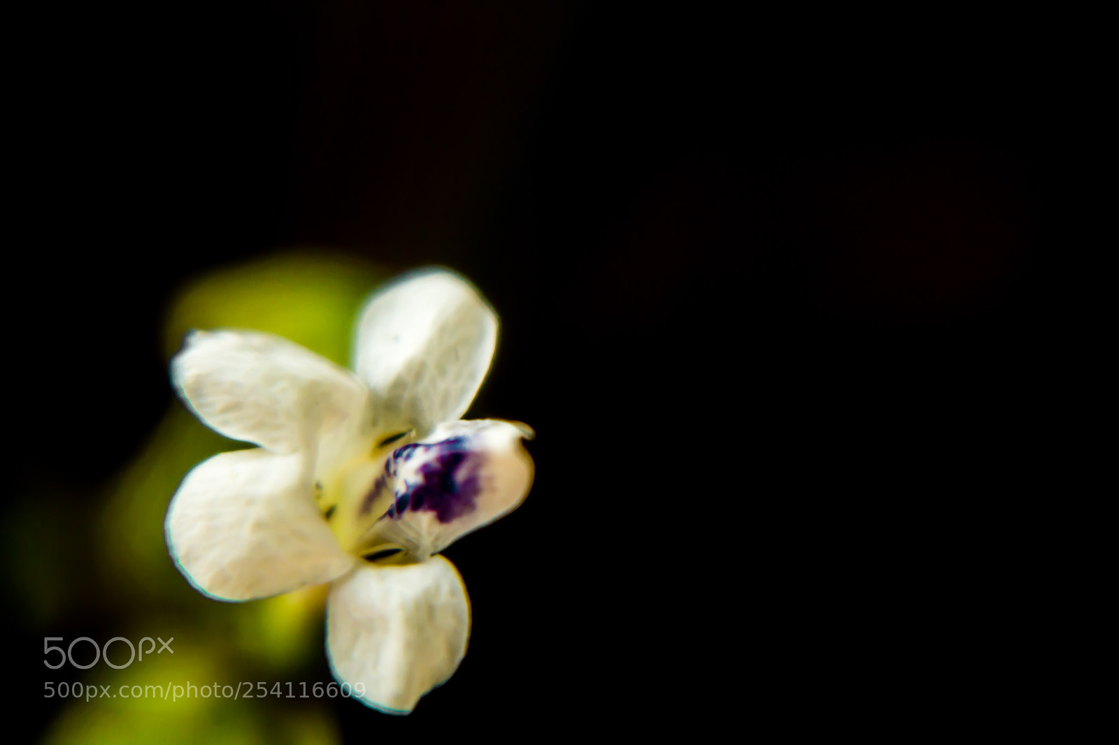 Canon EOS 650D (EOS Rebel T4i / EOS Kiss X6i) sample photo. White flowers background black photography