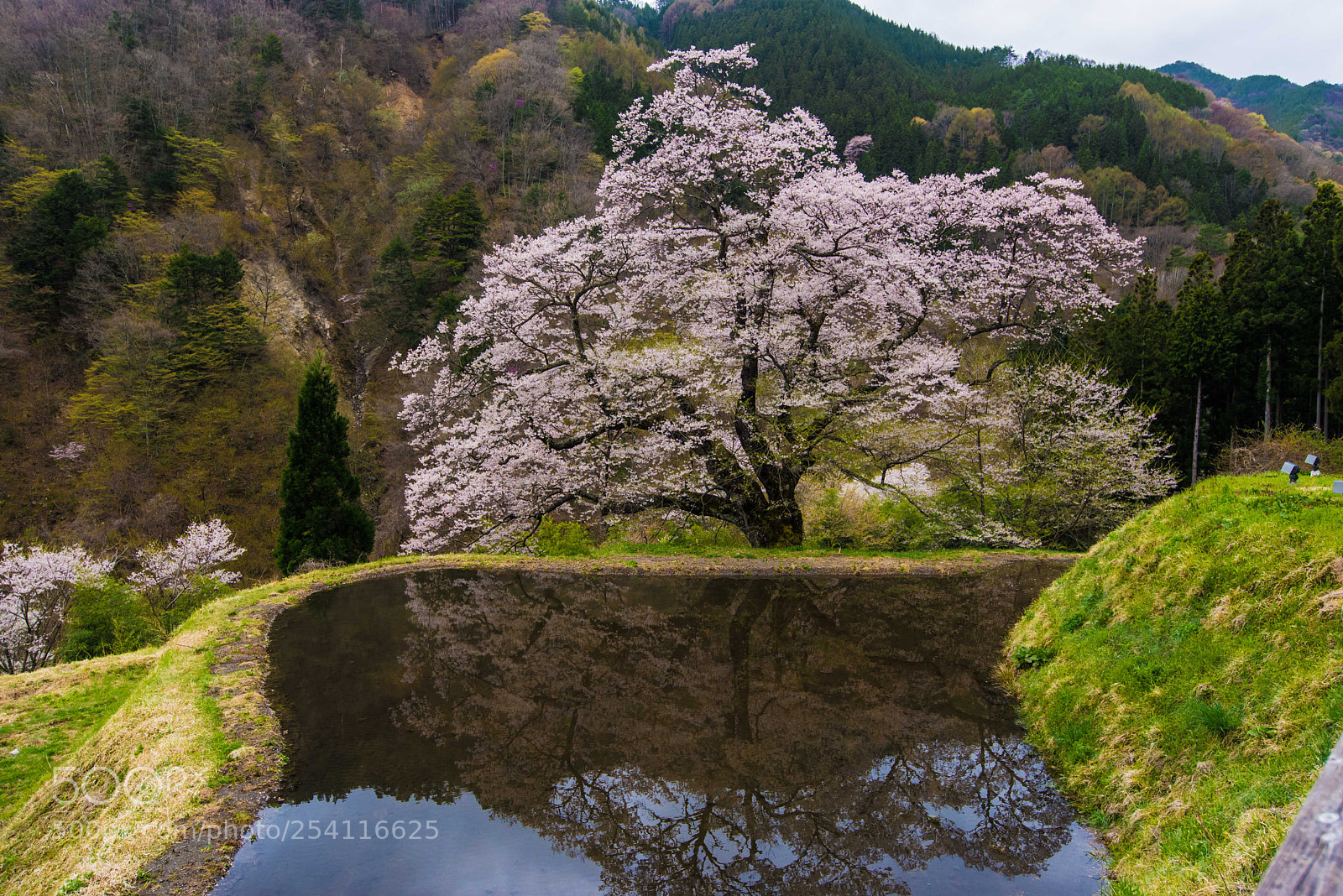 Nikon D610 sample photo. 阿智村 aichi flowers photography