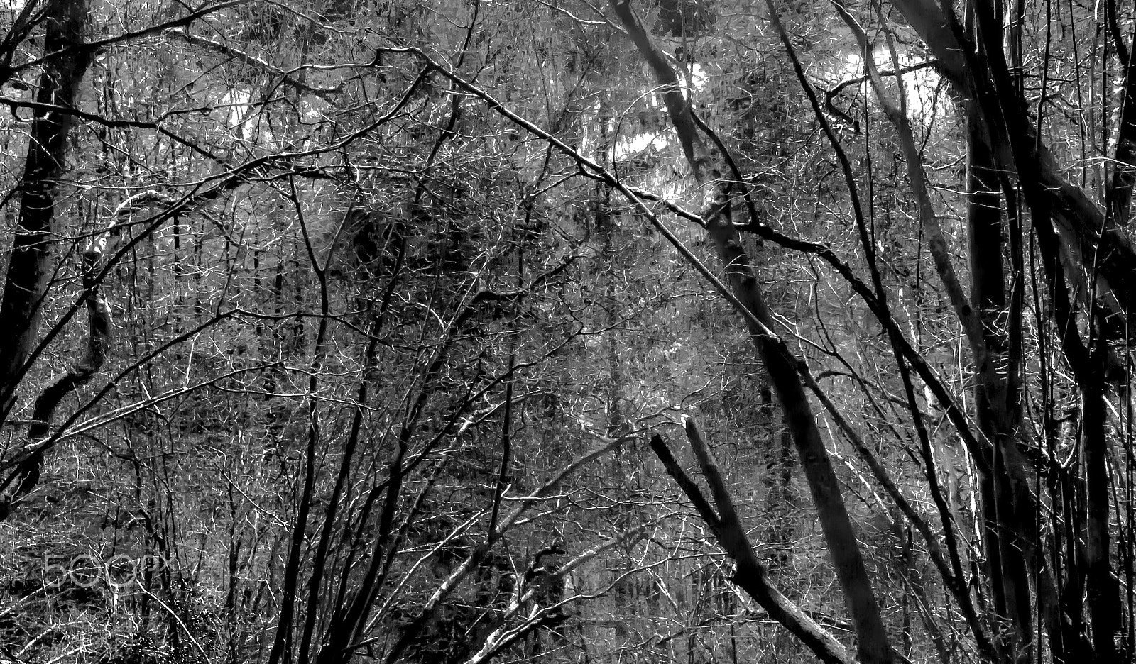 Panasonic DC-TZ91 sample photo. Bäume um dem haldenhof (von ) photography