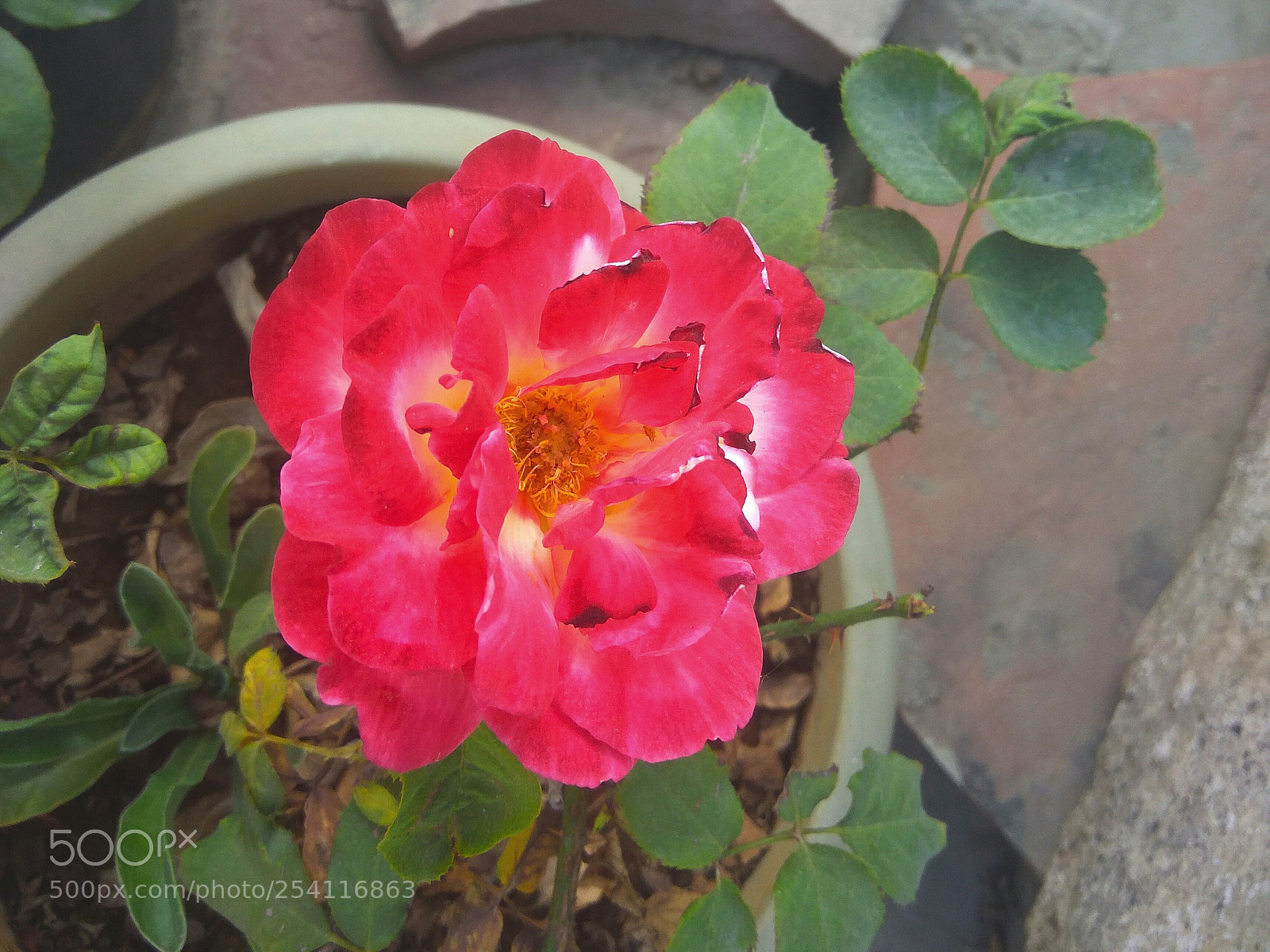Xiaomi Redmi Note3 sample photo. Adorable nature photography