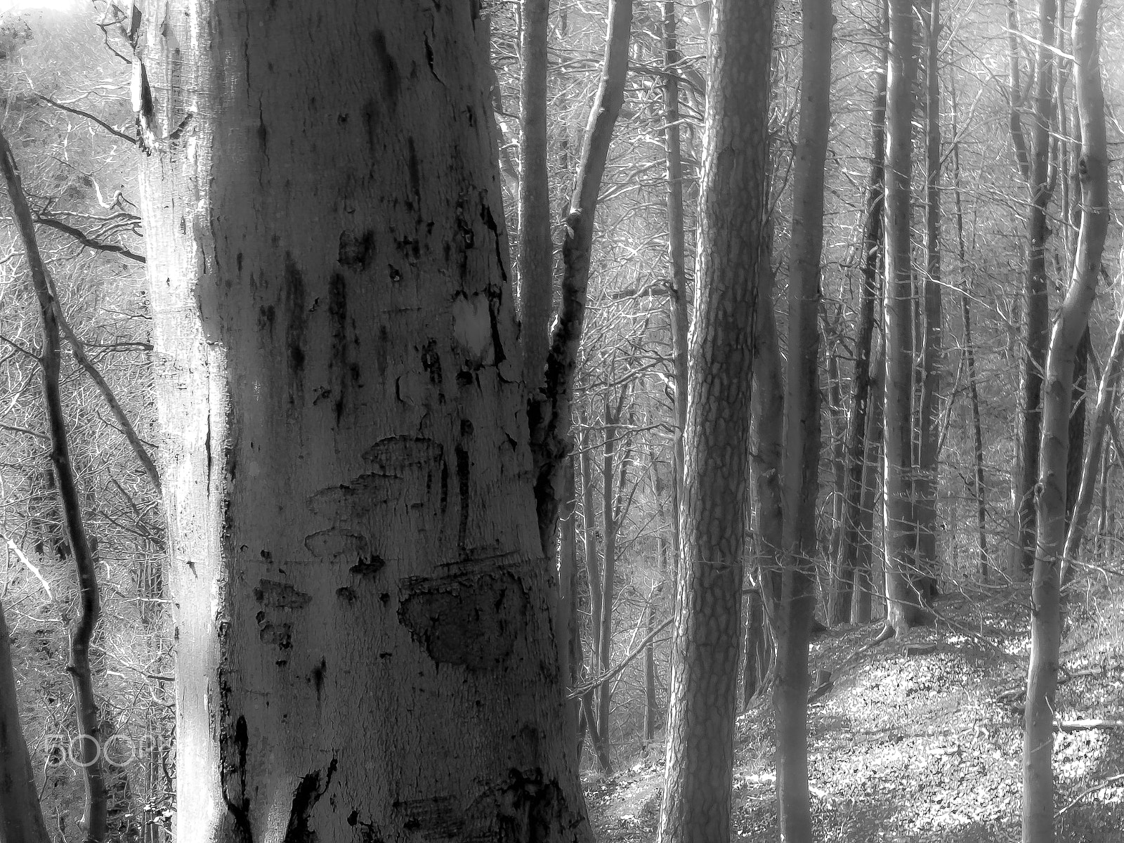 Panasonic DC-TZ91 sample photo. Bäume um dem haldenhof (von ) photography