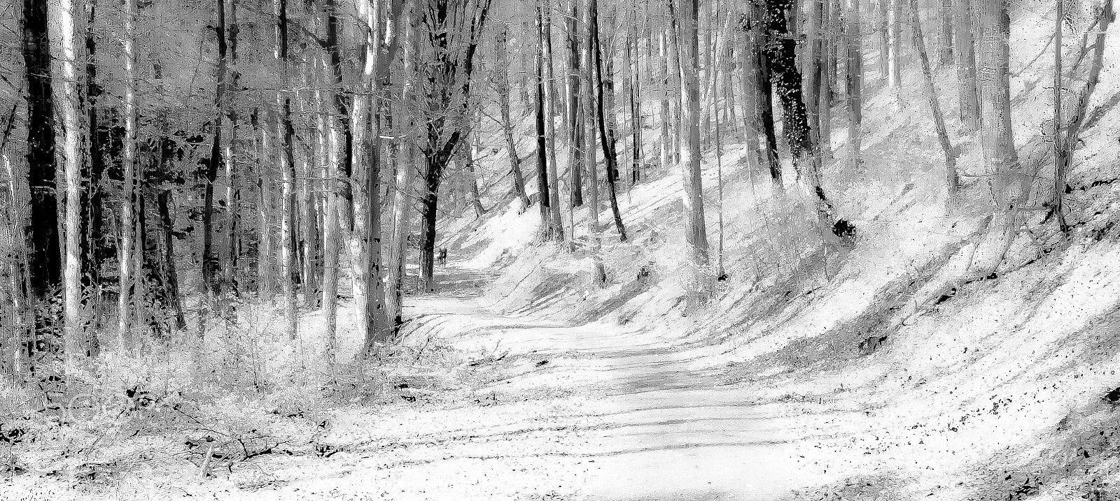 Panasonic DC-TZ91 sample photo. Bäume um dem haldenhof (von ) photography